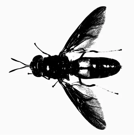 Adult black soldier fly