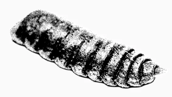 Black soldier fly pupa
